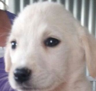 LORCA - 2 mois